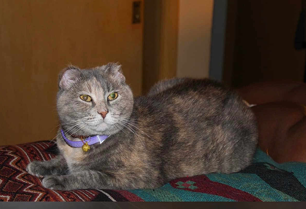 Baby is registered to the contest to win money with this photo: cat, gray_cat, folded_ears, purple_collar, bell, indoor, blanket, patterned_blanket, resting, pet, feline, fur, cute, animal, domestic_cat, looking_away, cozy, soft_lighting, closeup, household