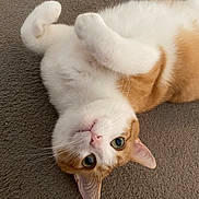 Thomas is registered to the contest to win money with this photo: cat, feline, orange_and_white, pet, indoor, carpet, lying_down, upside_down, belly_up, paws, whiskers, green_eyes, pink_nose, fur, fluffy, cute, playful, relaxed, portrait, home