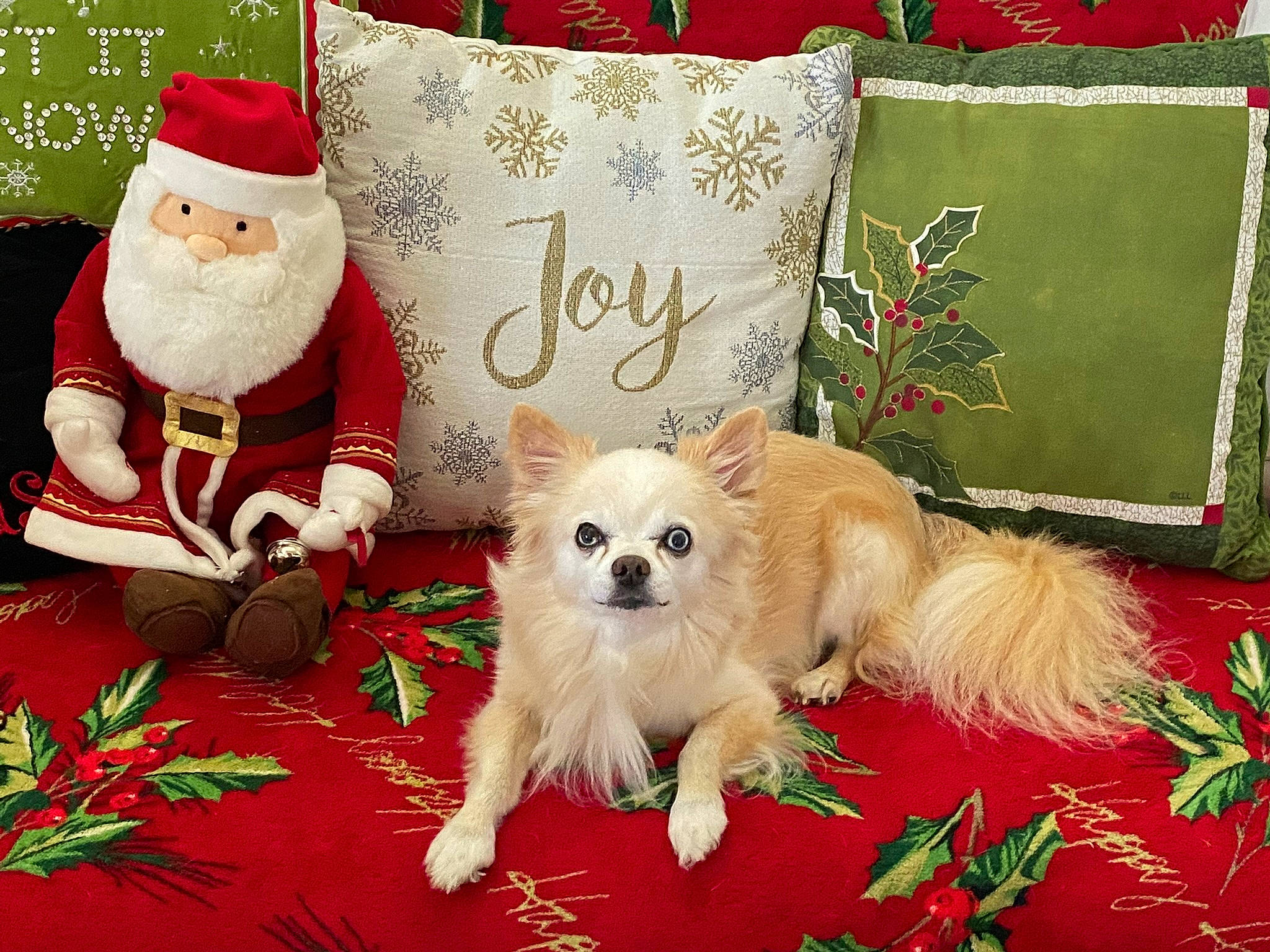 Maxx joined the competition — help win amazing prizes! beard, carnivore, companion_dog, costume_hat, dog, dog_breed, dog_supply, event, font, grass, green, happy, hat, linens, pattern, plant, rectangle, santa_claus, textile, toy_dog