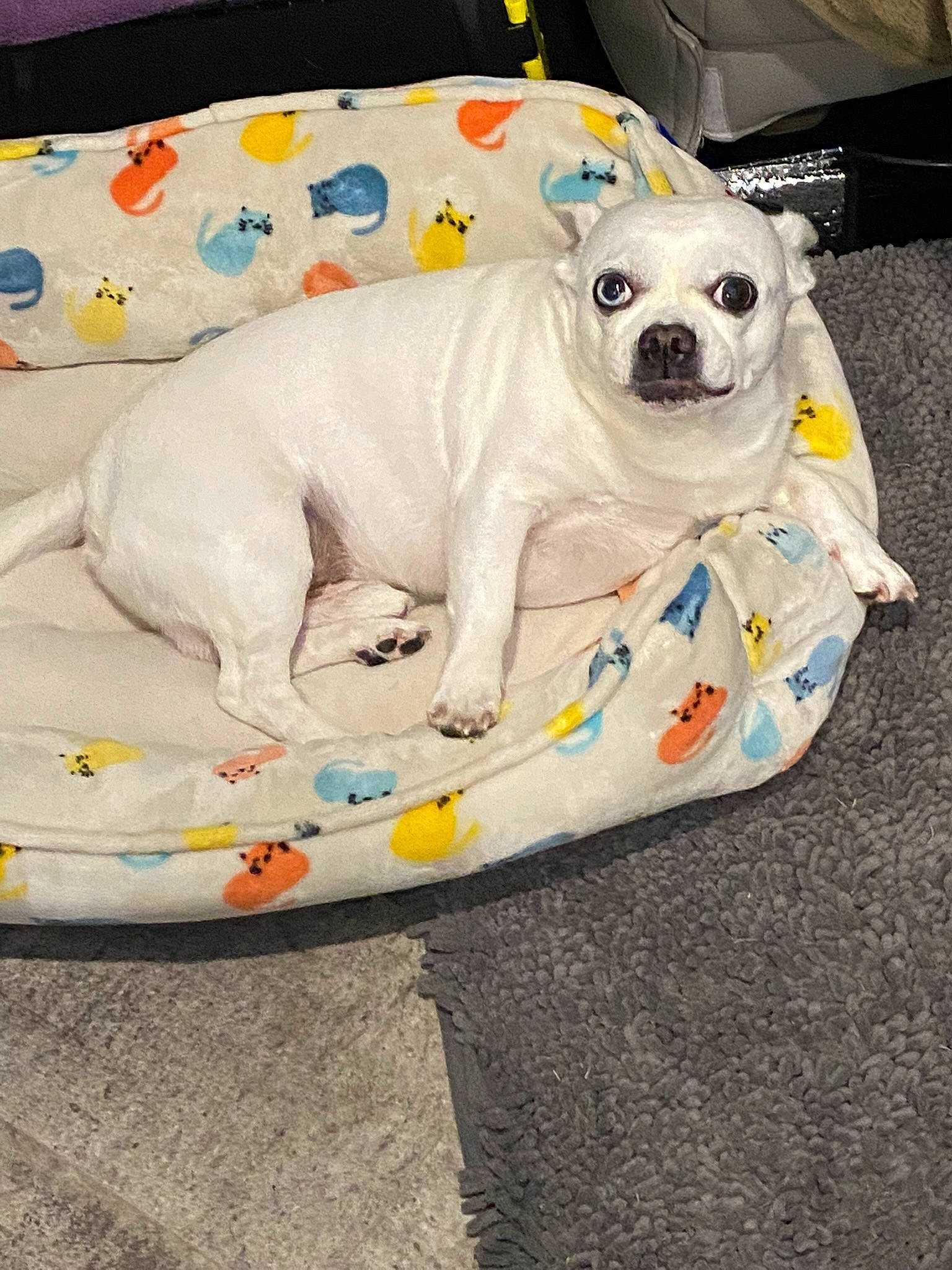 Maxx is registered to the contest to win money with this photo: canidae, carnivore, comfort, companion_dog, couch, dishware, dog, dog_breed, dog_clothes, dog_supply, fawn, font, linens, non_sporting_group, paw, pet_supply, porcelain, rectangle, sporting_group, toy_dog