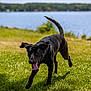 Shadow is registered to the contest to win money with this photo: dog, black_dog, running, grass, outdoor, lake, water, sunny, animal, pet, canine, tongue_out, happy, nature, summer, ears_flapping, playful, daytime, mammal, field