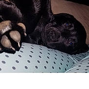 Shadow is registered to the contest to win money with this photo: dog, black_dog, paw, sleeping, resting, polka_dot, fabric, close_up, pet, animal, cozy, indoor, couch, soft_lighting, fur, relaxed, lying_down, domestic_animal, companion, cute