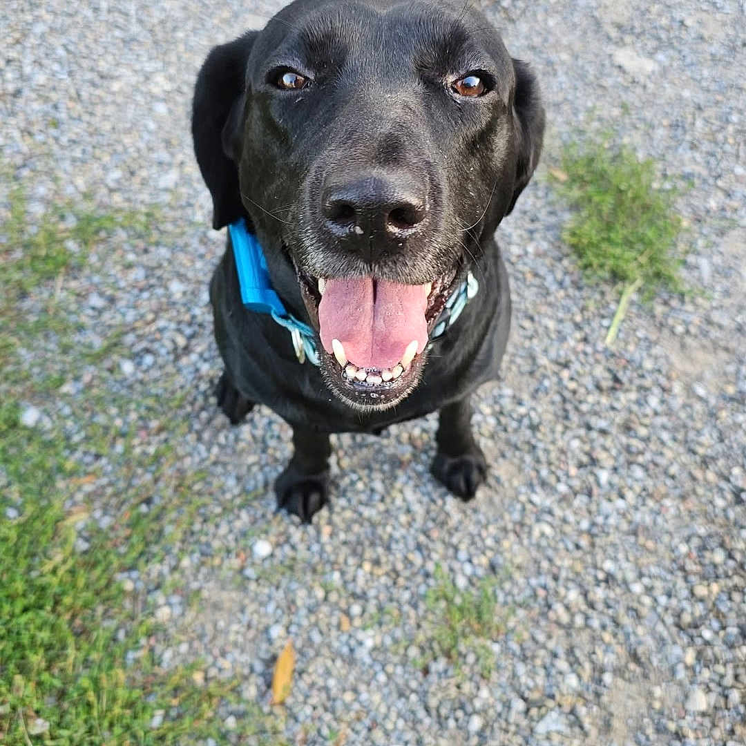 Shadow is registered to the contest to win money with this photo: animal, black_dog, canine, close_up, collar, daylight, dog, ears, friendly, fur, grass, gravel, happy, looking_up, muzzle, nature, outdoor, pet, sitting, tongue_out