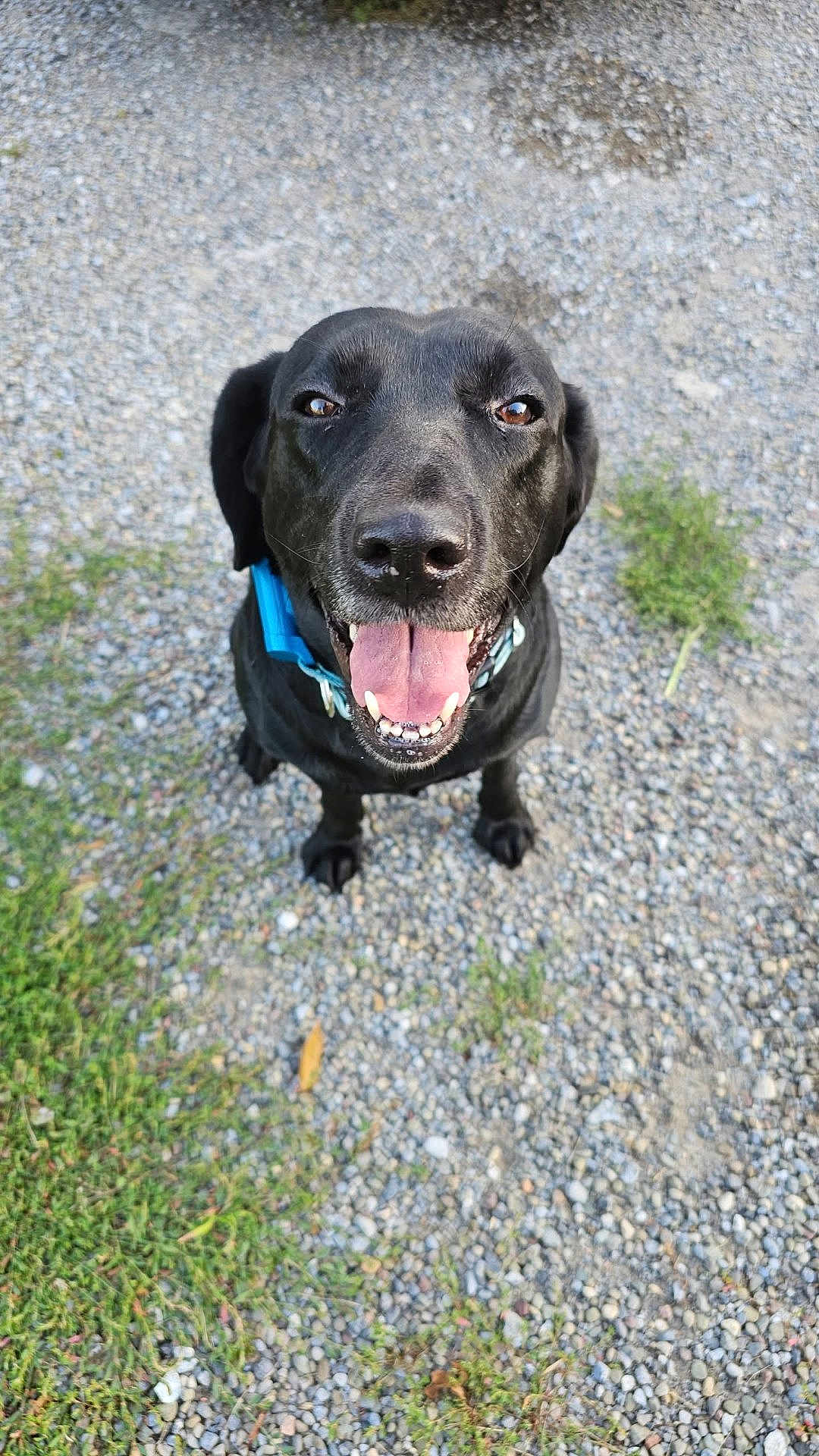 Shadow is registered to the contest to win money with this photo: dog, black_dog, pet, collar, tongue_out, happy, outdoor, grass, gravel, canine, animal, looking_up, sitting, friendly, nature, close_up, daylight, muzzle, ears, fur