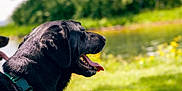 Shadow is registered to the contest to win money with this photo: dog, black_dog, collar, panting, tongue_out, outdoor, nature, grass, pond, water, sunlight, greenery, summer, animal, pet, canine, side_profile, happy, daytime, flora