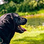 dog, black_dog, collar, panting, tongue_out, outdoor, nature, grass, pond, water, sunlight, greenery, summer, animal, pet, canine, side_profile, happy, daytime, flora