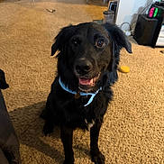 Phoenix joined the competition — help win amazing prizes! dog, black_dog, pet, bandana, carpet, indoor, living_room, furniture, happy, smiling, sitting, canine, animal, domestic_animal, floor, collar, ears, eyes, mouth, toy