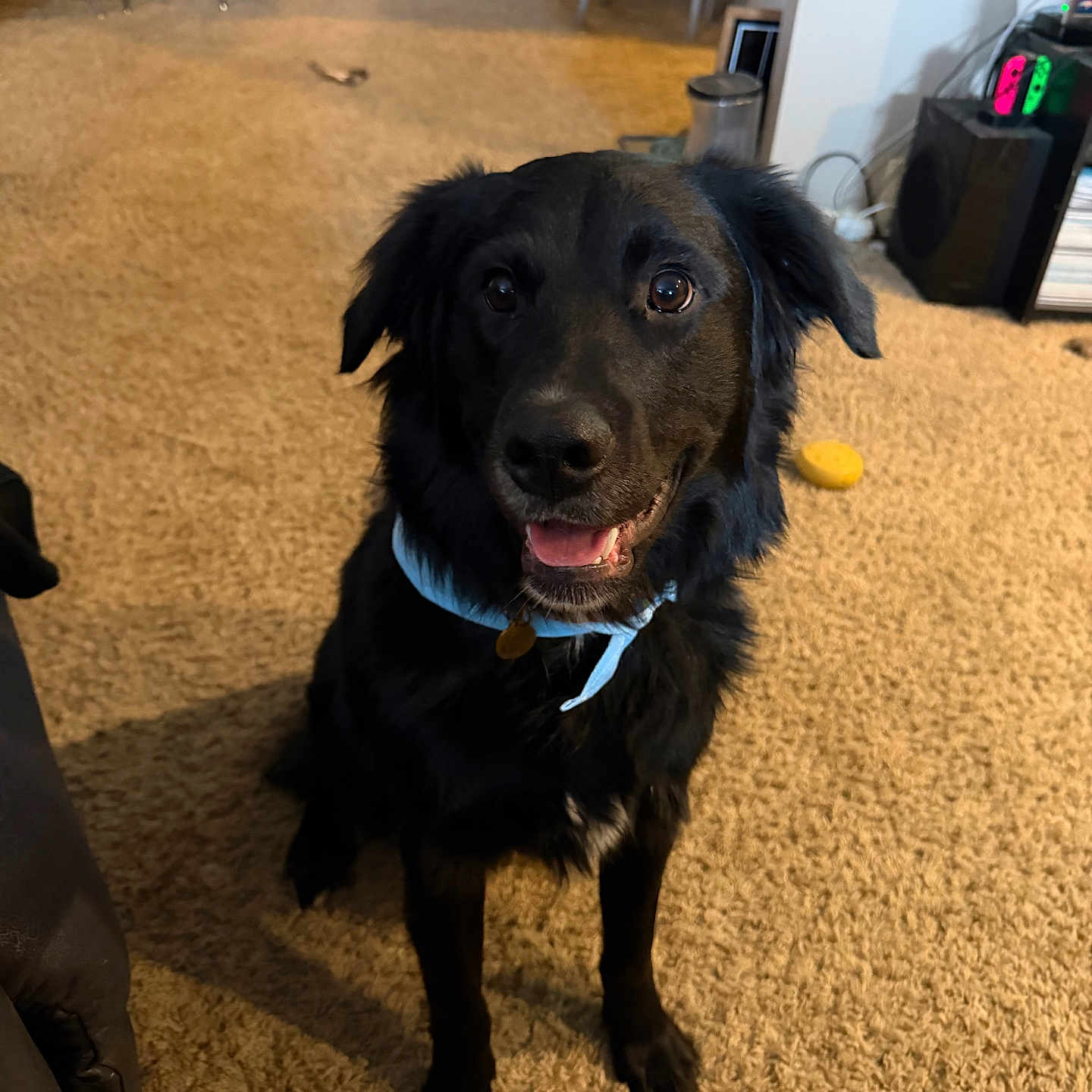 Phoenix joined the competition — help win amazing prizes! dog, black_dog, pet, bandana, carpet, indoor, living_room, furniture, happy, smiling, sitting, canine, animal, domestic_animal, floor, collar, ears, eyes, mouth, toy