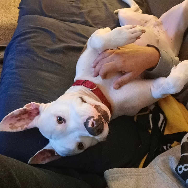 Athena joined the competition — help win amazing prizes! animal, belly_rub, carpet, casual, collar, comfort, couch, dog, ears, friendly, fur, home, indoor, laying_down, person_hand, pet, playing, relaxed, sweatshirt, white_dog