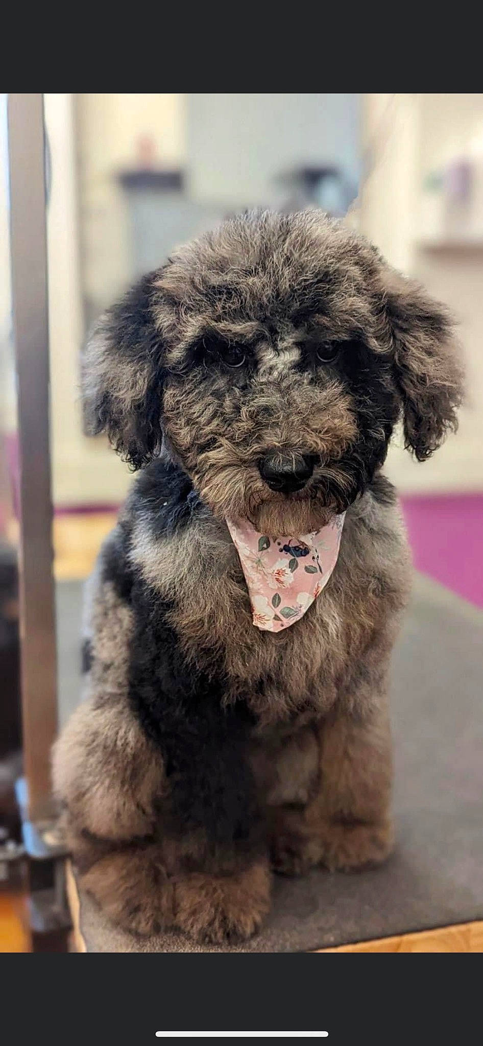 Ariel is registered to the contest to win money with this photo: canidae, carnivore, claw, collar, companion_dog, dog, dog_breed, dog_collar, ear, fur, non_sporting_group, snout, sporting_group, tail, terrestrial_animal, terrier, toy_dog, water_dog, whiskers, working_animal