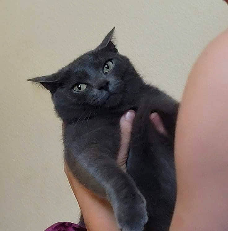 Bagheera is registered to the contest to win money with this photo: black_cat, carnivore, cat, claw, domestic_short_haired_cat, ear, felidae, fur, gesture, paw, small_to_medium_sized_cats, snout, tail, whiskers