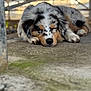 dog, sleeping, puppy, outdoor, resting, concrete, furry, closeup, calm, peaceful, animal, pet, cute, laying_down, tricolor, ears, snout, paws, background_blur, natural_light