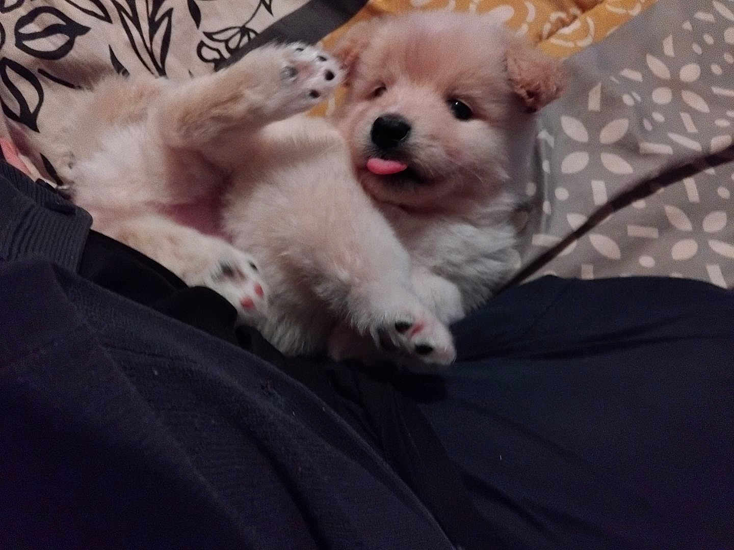 Rex participe au concours pour gagner de l'argent avec cette photo : puppy, dog, fluffy, tongue_out, lying_down, paws, cute, pet, indoor, blanket, fabric, cozy, playful, animal, young, fur, resting, adorable, sleepy, mischievous