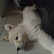 Rex a rejoint le concours — aidez-le/la à gagner de superbes lots ! puppy, dog, floor, tile, indoor, pet, lying_down, fluffy, light_colored, relaxed, curious, coffee_maker_box, shadow, head, ears, nose, fur, domestic_animal, young_dog, closeup
