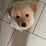 Osiris participe au concours pour gagner de l'argent avec cette photo : animal, black_nose, cute, dog, domestic, ears, eyes, floor, fluffy, footwear, fur, indoor, looking_up, nose, pet, puppy, shadow, small, tile, young