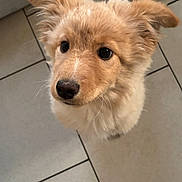 Osiris a rejoint le concours — aidez-le/la à gagner de superbes lots ! puppy, dog, fluffy, cute, pet, animal, indoor, floor, tile, brown, fur, ears, nose, whiskers, young, adorable, companion, looking_up, curious, domestic
