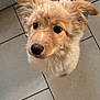 puppy, dog, fluffy, cute, pet, animal, indoor, floor, tile, brown, fur, ears, nose, whiskers, young, adorable, companion, looking_up, curious, domestic