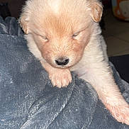 Osiris participe au concours pour gagner de l'argent avec cette photo : adorable, animal, blanket, closed_eyes, comfort, cozy, cute, dog, fur, furry, indoor, light_colored, paw, pet, puppy, resting, sleeping, small, soft, young