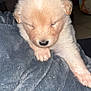 adorable, animal, blanket, closed_eyes, comfort, cozy, cute, dog, fur, furry, indoor, light_colored, paw, pet, puppy, resting, sleeping, small, soft, young