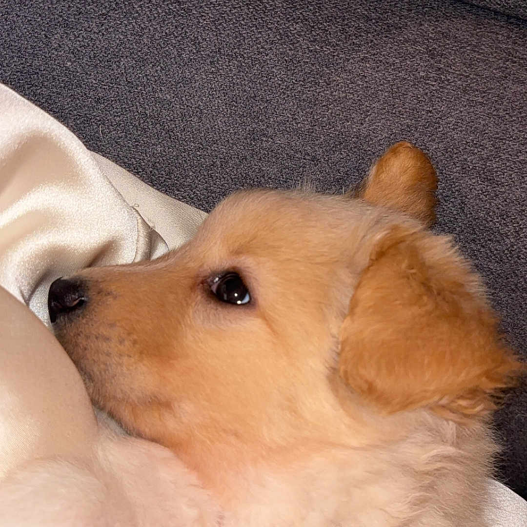 Osiris participe au concours pour gagner de l'argent avec cette photo : animal, calm, close_up, cute, dog, ears, fabric, fluffy, fur, gray_background, indoors, nose, pet, puppy, resting, side_profile, silky, sleepy, soft_texture, young