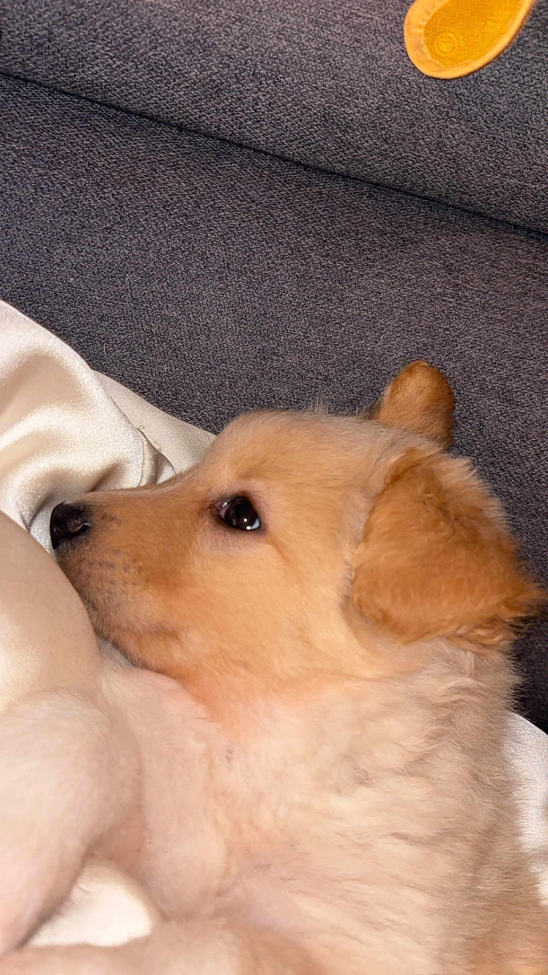 Osiris participe au concours pour gagner de l'argent avec cette photo : puppy, dog, close_up, fluffy, resting, side_profile, soft_texture, fabric, silky, gray_background, cute, young, pet, animal, fur, ears, nose, sleepy, calm, indoors