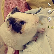 Galilée participe au concours pour gagner de l'argent avec cette photo : ear, fur, girl, rat, skin, snout, vertebrate