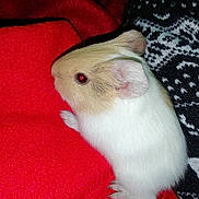Peanuts a rejoint le concours — aidez-le/la à gagner de superbes lots ! domestic_rabbit, fawn, guinea_pig, hamster, rabbit, rabbits_and_hares, rat, rodent, tail, vertebrate, whiskers