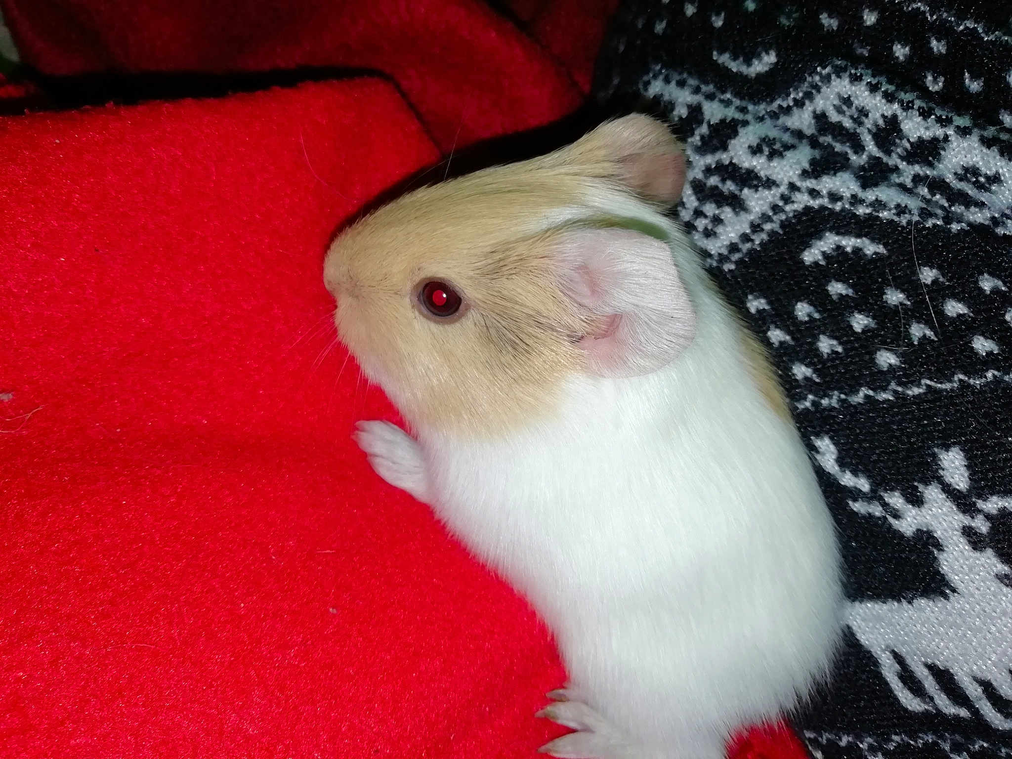 Peanuts