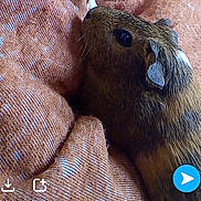 Roxy a rejoint le concours — aidez-le/la à gagner de superbes lots ! beaver, capybara, degu, fauna, guinea_pig, mammal, marmot, organism, rodent, snout
