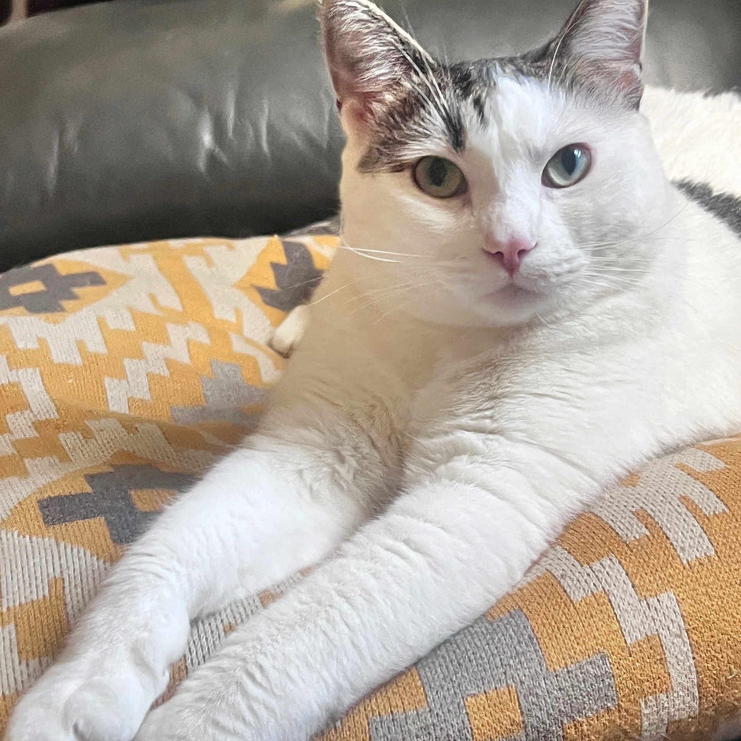 Phuff is registered to the contest to win money with this photo: animal, black_markings, cat, closeup, couch, ears, feline, fur, gray, indoor, patterned_pillow, pet, pillow, relaxed, resting, sofa, stretching, whiskers, white_cat, yellow