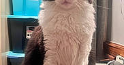 Ahnixx joined the competition — help win amazing prizes! cat, black_and_white, fluffy, pet, indoor, bathroom, sink, curtain, storage_bins, plastic_containers, faucet, wood_trim, domestic_animal, whiskers, fur, front_legs, close_up, looking_at_camera, household, cute