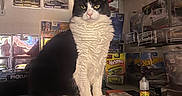 Ahnixx is registered to the contest to win money with this photo: animal, black_and_white, bottle, box, cat, clutter, collection, container, curious, feline, fur, hot_wheels, indoor, miniature_cars, packaging, pet, shelf, sitting, toys, whiskers