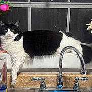 Ahnixx is registered to the contest to win money with this photo: animal, black_and_white, cat, chrome_faucet, colorful, countertop, domestic, feline, flowers, fluffy, houseplant, indoor, kitchen, pet, relaxed, resting, sink, vase, window, window_screen