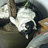 Ahnixx joined the competition — help win amazing prizes! cat, black_and_white, indoor_plant, plant_pot, tattoo, tattooed_arm, cardboard_box, curious, green_eyes, feline, pet, indoor, fur, whiskers, climbing, relaxed, close_up, animal, domestic_cat, home