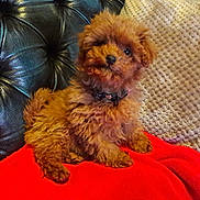 Oriane participe au concours pour gagner de l'argent avec cette photo : bolonka, canidae, carnivore, cavapoo, chinese_imperial_dog, companion_dog, dog, dog_breed, maltepoo, mammal, morkie, pekapoo, poodle_crossbreed, puppy, schnoodle, shih_tzu, terrier, vertebrate, yorkipoo, yorkshire_terrier