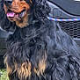 dog, black_and_tan, curly_fur, tongue_out, leash, vehicle, outdoor, pet, canine, happy, fur, closeup, face, animal, grass, sitting, companion, mammal, portrait, friendly