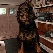 Una Rose a rejoint le concours — aidez-le/la à gagner de superbes lots ! dog, black_brown_dog, grooming_table, indoor, shed, wooden_walls, potted_plants, gardening_supplies, clutter, tongue_out, pet, animal, large_dog, fur, paw, nostrils, ears, eyes, snout, pet_care