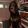 dog, black_brown_dog, grooming_table, indoor, shed, wooden_walls, potted_plants, gardening_supplies, clutter, tongue_out, pet, animal, large_dog, fur, paw, nostrils, ears, eyes, snout, pet_care