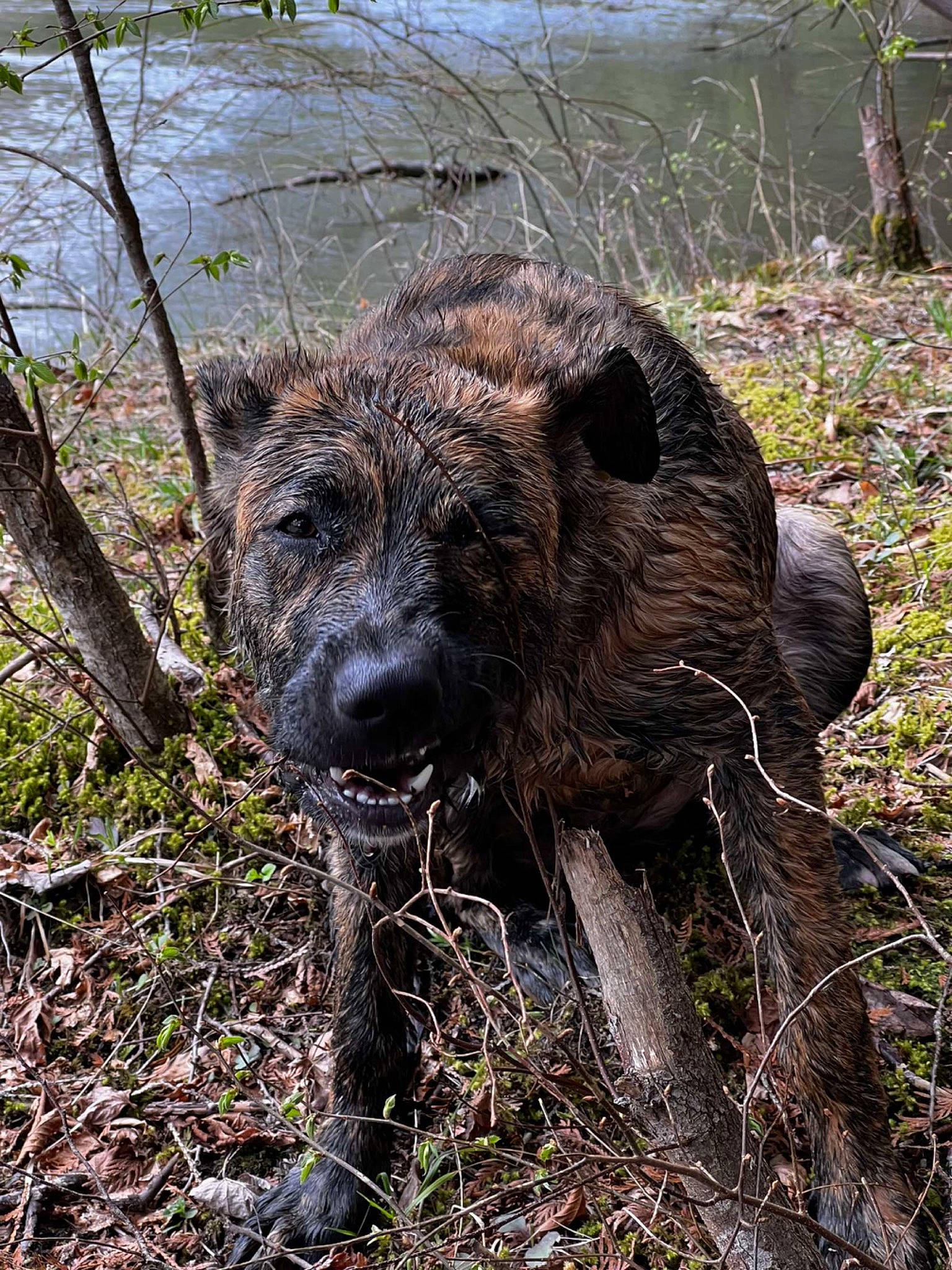 Dixie is registered to the contest to win money with this photo: canidae, carnivore, dog, dog_breed, grass, groundcover, metal, plant, sculpture, soil, sporting_group, suidae, terrestrial_animal, terrestrial_plant, trunk, water, wood, working_animal