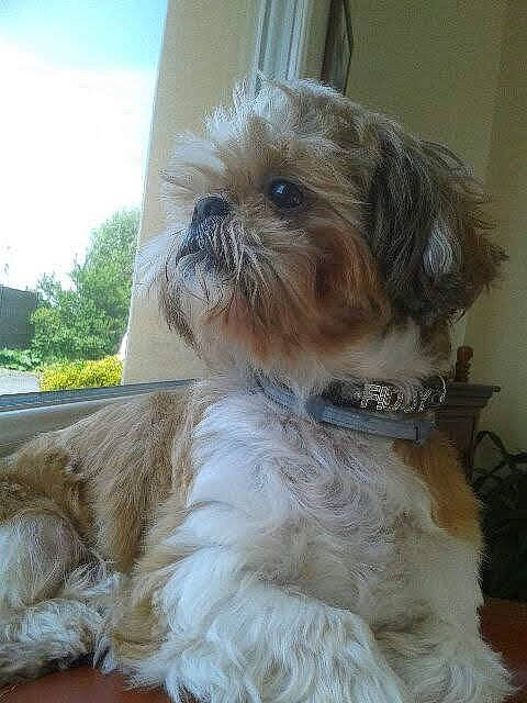 Fidgi participe au concours pour gagner de l'argent avec cette photo : biewer_terrier, canidae, carnivore, companion_dog, dog, dog_breed, dog_supply, fawn, fur, liver, mal_shi, shih_poo, shih_tzu, sky, small_terrier, snout, sporting_group, terrier, toy_dog, working_animal