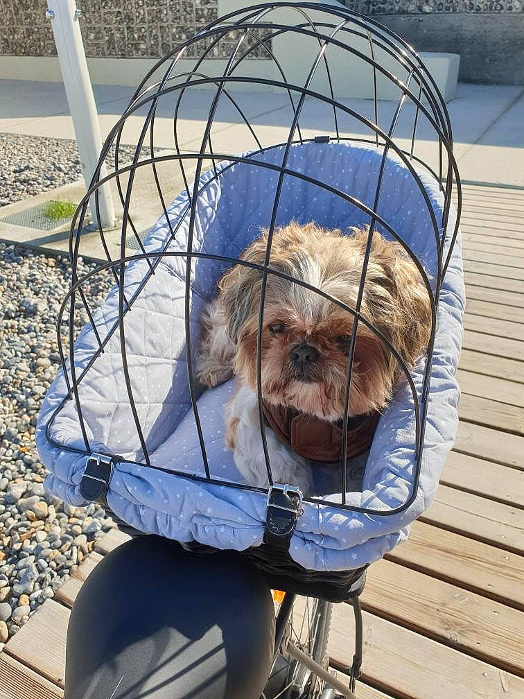 Fidgi participe au concours pour gagner de l'argent avec cette photo : baby_carriage, baby_products, canidae, carnivore, chair, cockapoo, companion_dog, dog, dog_breed, dog_crate, dog_supply, labradoodle, pet_supply, plant, small_terrier, snout, sporting_group, terrier, toy_dog, working_animal
