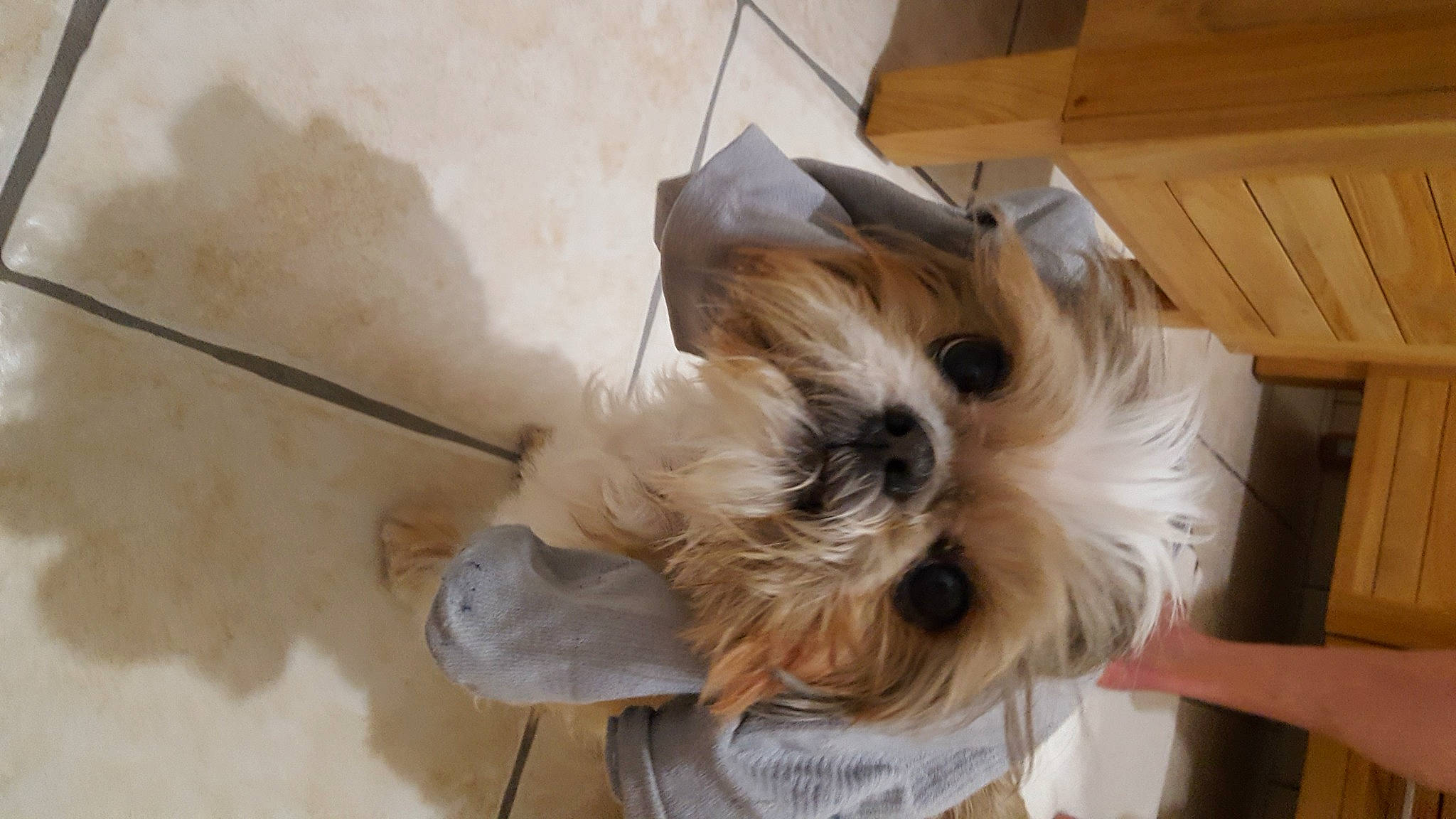 Fidgi a rejoint le concours — aidez-le/la à gagner de superbes lots ! canidae, carnivore, companion_dog, dog, dog_breed, dog_supply, fashion_accessory, fawn, flooring, fur, hardwood, non_sporting_group, pet_supply, small_terrier, sporting_group, toy_dog, wood, wood_stain, working_animal