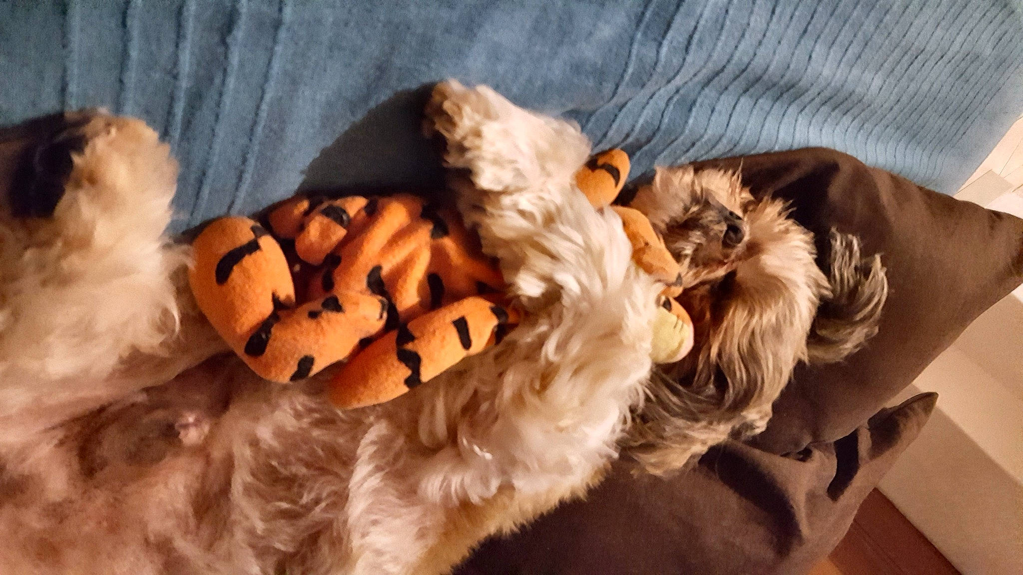 Fidgi a rejoint le concours — aidez-le/la à gagner de superbes lots ! big_cats, canidae, carnivore, comfort, companion_dog, dog, dog_breed, fawn, felidae, fur, fur_clothing, liver, natural_material, paw, small_to_medium_sized_cats, snout, sporting_group, toy, toy_dog, whiskers