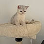 Ange a rejoint le concours — aidez-le/la à gagner de superbes lots ! kitten, cat, cat_tree, pet, feline, fur, cute, indoor, animal, domestic_animal, gray, white, young, sitting, soft, curious, small, perch, furniture, cozy
