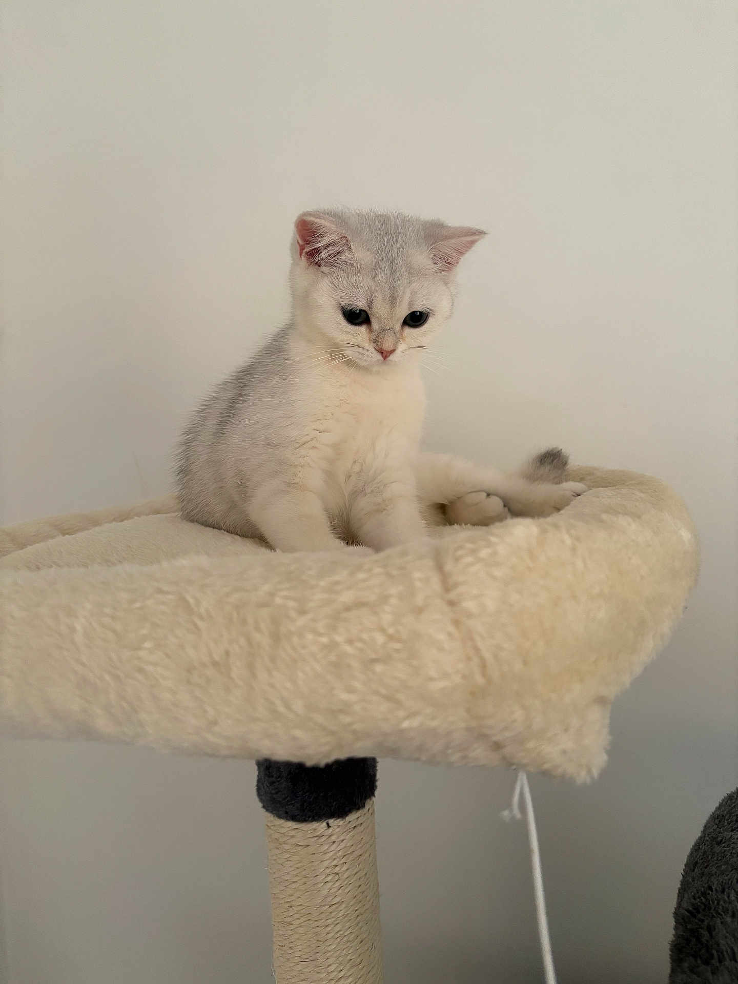 Ange a rejoint le concours — aidez-le/la à gagner de superbes lots ! kitten, cat, cat_tree, pet, feline, fur, cute, indoor, animal, domestic_animal, gray, white, young, sitting, soft, curious, small, perch, furniture, cozy