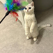 Ange a rejoint le concours — aidez-le/la à gagner de superbes lots ! cat, white_cat, standing, indoor, feather_toy, playful, pet, animal, curious, floor, tail, ears, whiskers, wide_eyes, feline, cute, domestic_animal, toy, attention, looking