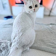 Ange participe au concours pour gagner de l'argent avec cette photo : animal, bedroom, blanket, blurred_background, cat, close_up, cozy, curious, cute, domestic_cat, fluffy, fur, indoor, looking_back, pet, relaxing, soft, tail, warm_lighting, white_cat