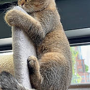 Bulma participe au concours pour gagner de l'argent avec cette photo : kitten, cat, tabby, scratching_post, climbing, fur, whiskers, ears, tail, window, indoor, pet, animal, cute, curious, closeup, soft, feline, young, adorable