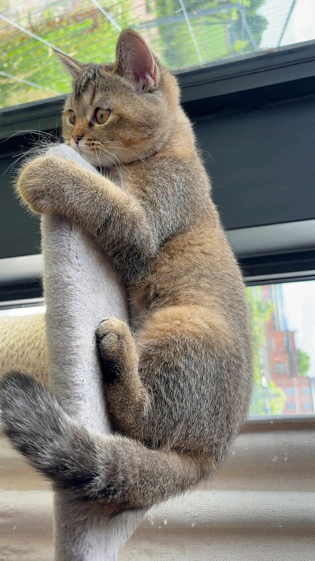 Bulma participe au concours pour gagner de l'argent avec cette photo : kitten, cat, tabby, scratching_post, climbing, fur, whiskers, ears, tail, window, indoor, pet, animal, cute, curious, closeup, soft, feline, young, adorable