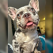 Honcho is registered to the contest to win money with this photo: animal, blue_eyes, close_up, companion, cute, dog, domestic_animal, ears, expression, face, french_bulldog, fur, indoor, mammal, pet, playful, portrait, spotted_fur, tongue_out, whiskers